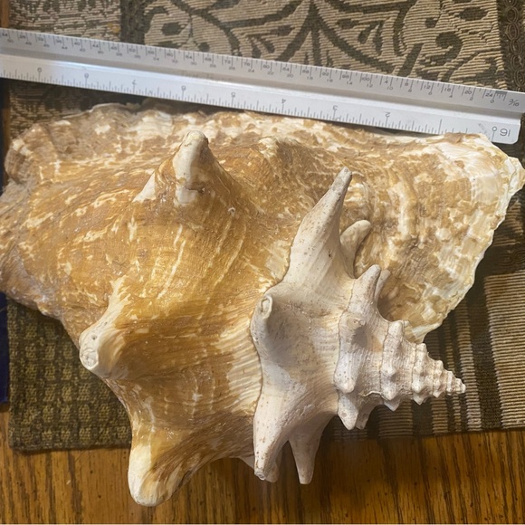 Large Natural Conch Shell - Picture 3 of 3